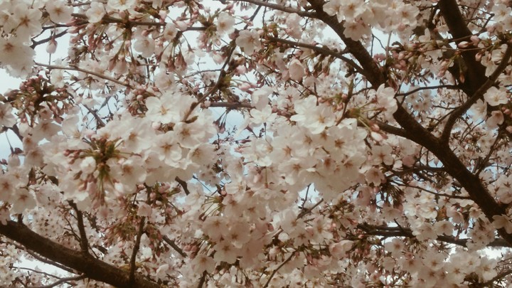 cherry blossom