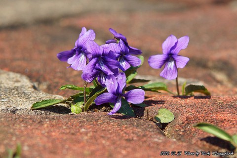 viola, skullcap háttérképek