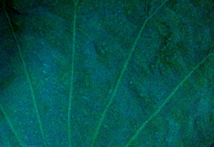 green shadow