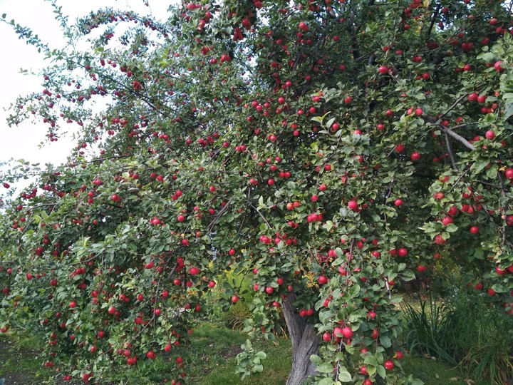 apple tree