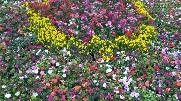 flowers