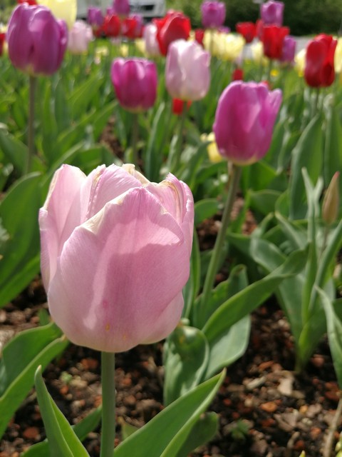 Tulpen
