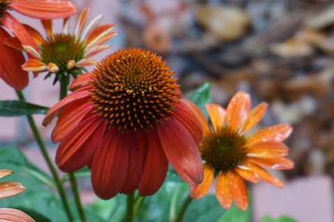 must have flowers