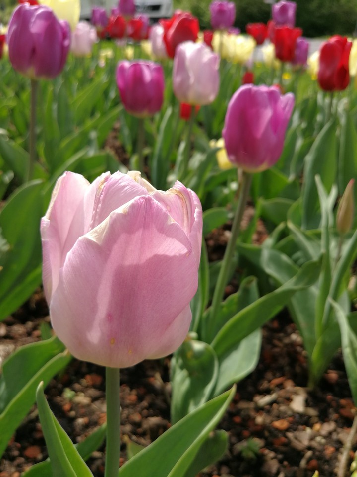 Tulpen