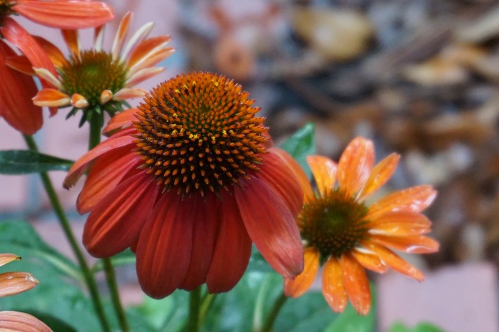 must have flowers