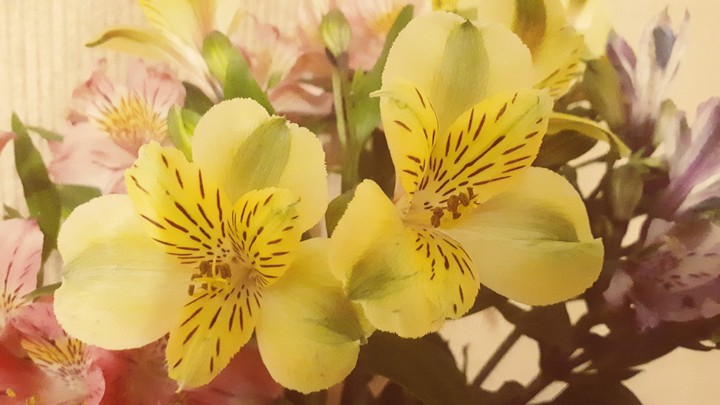 flowers
