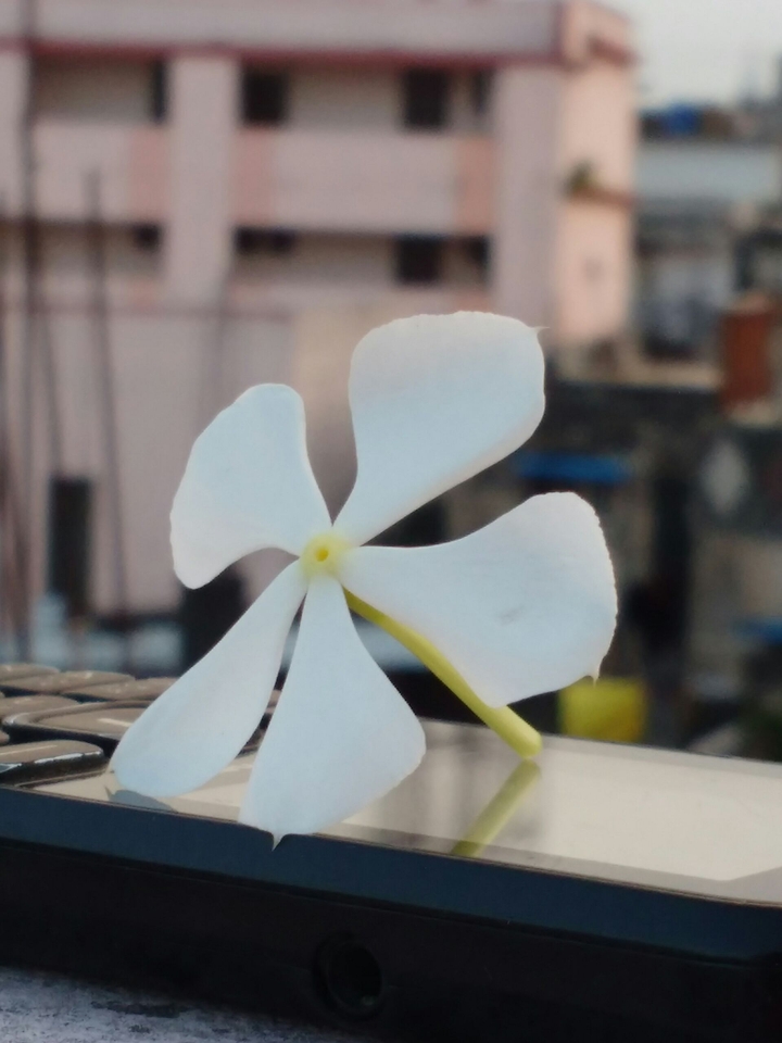 Nice flower