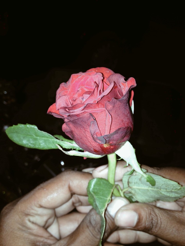 rose