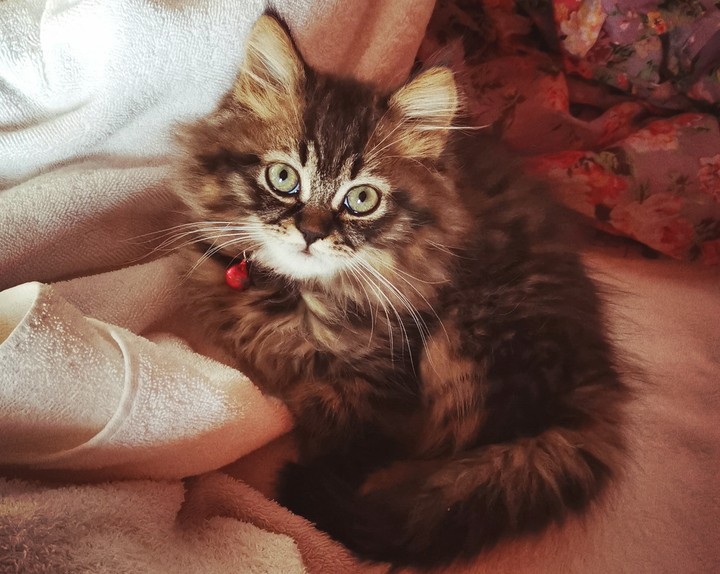 Cat- Leo