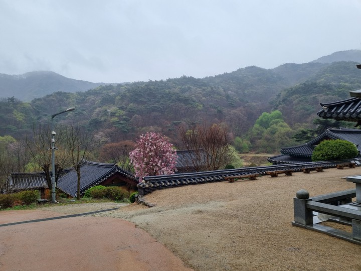 한국의봄