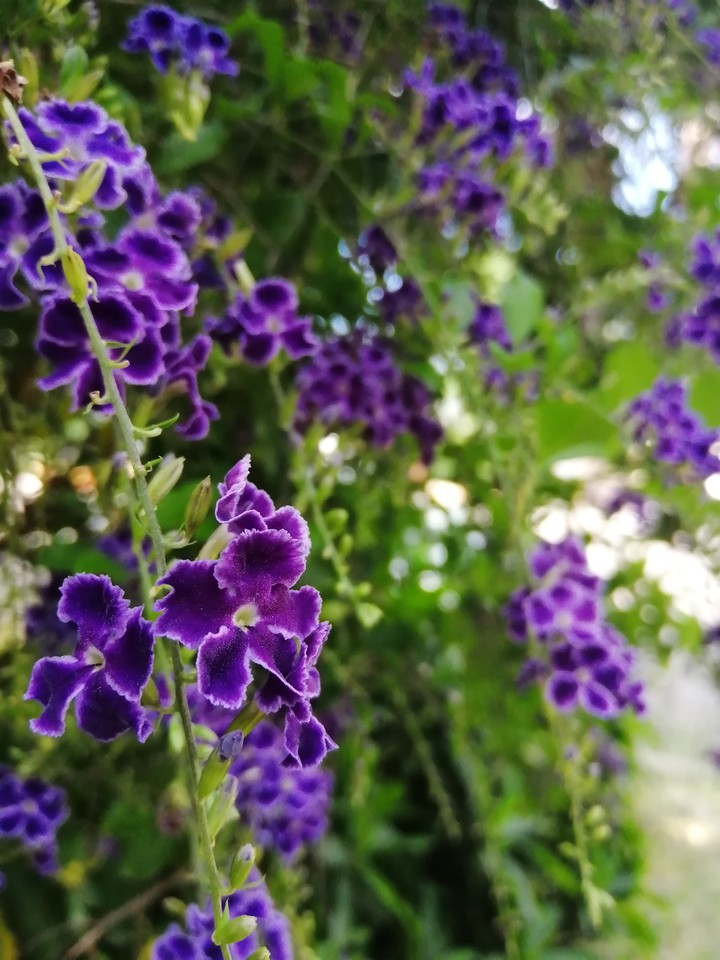 flor lila
