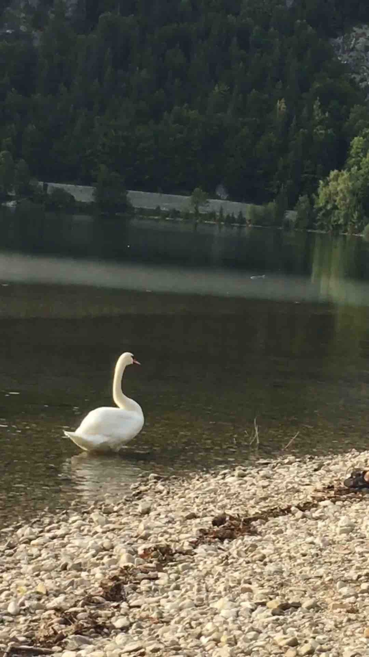 Swan