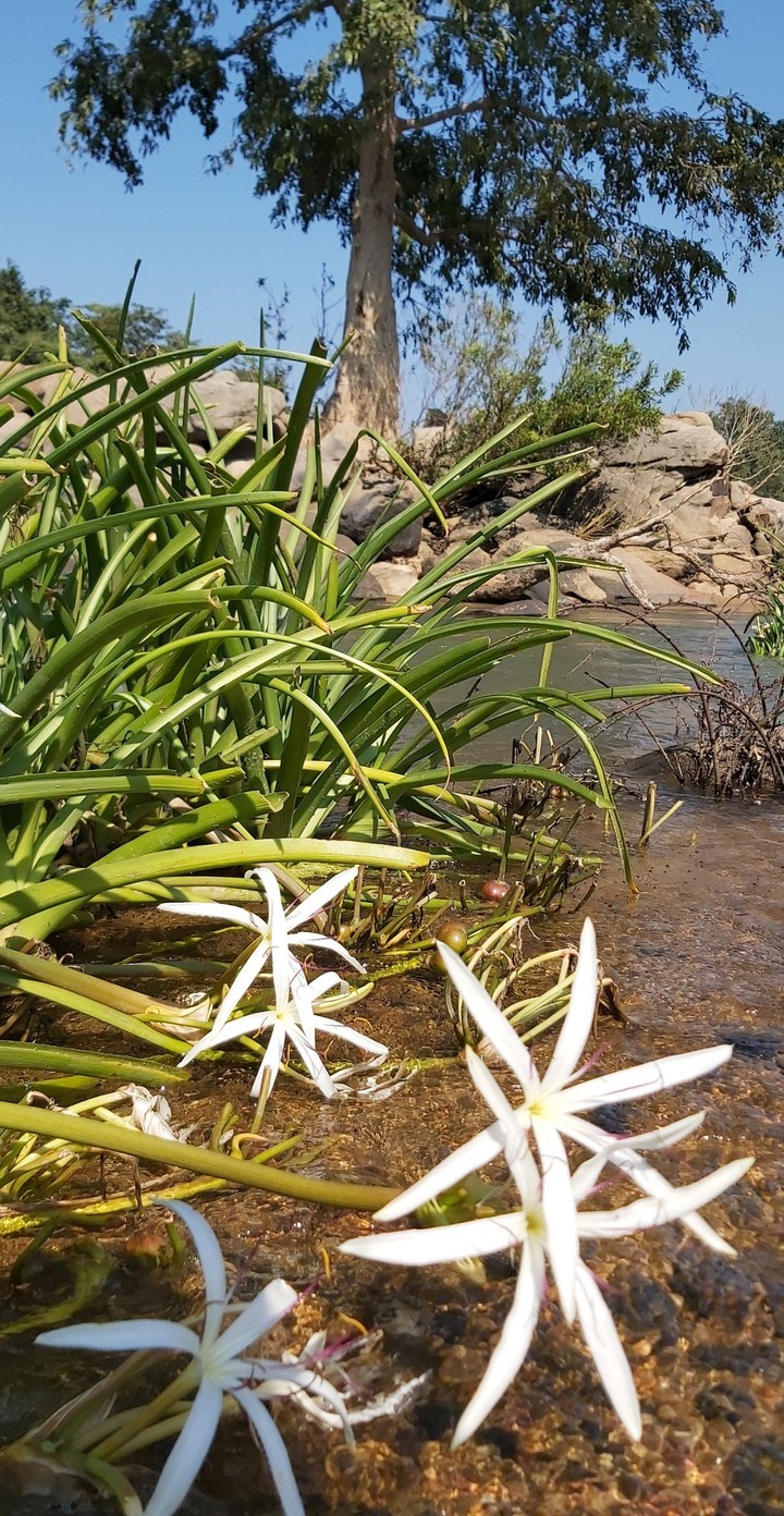 water flowers