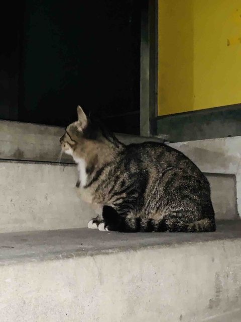 猫咪