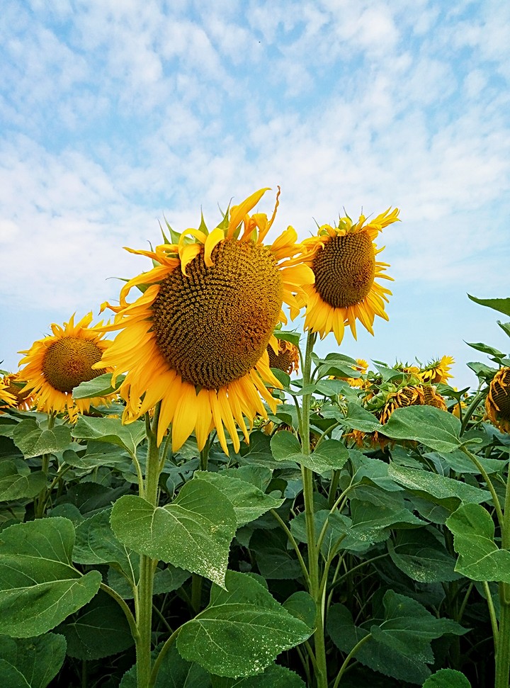 sunflower