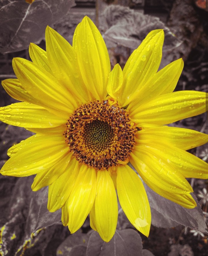 sunflower