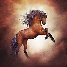 wild stallion
