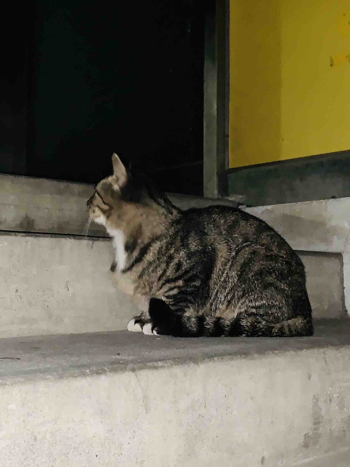 猫咪
