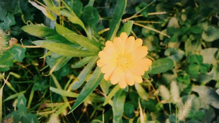 flower