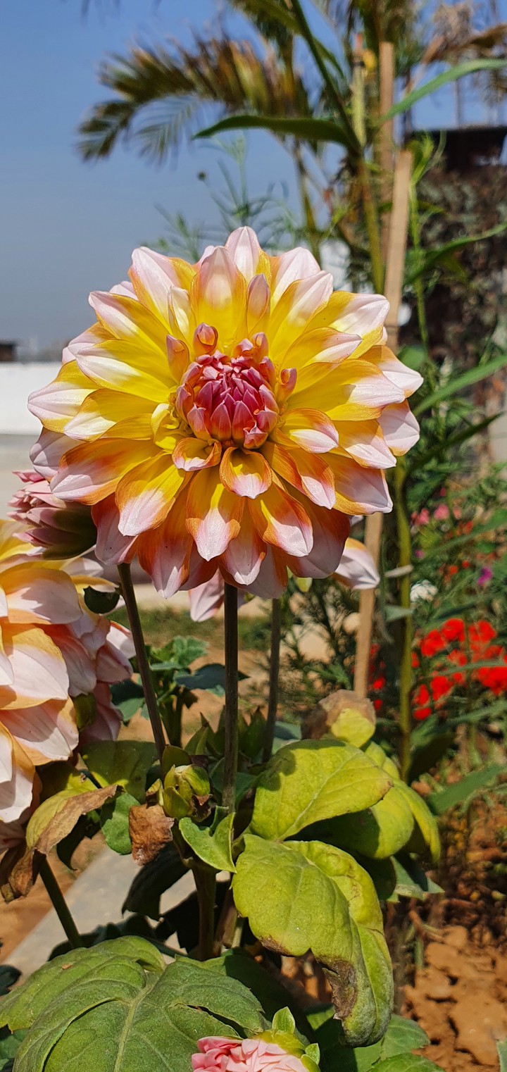 Dahlia