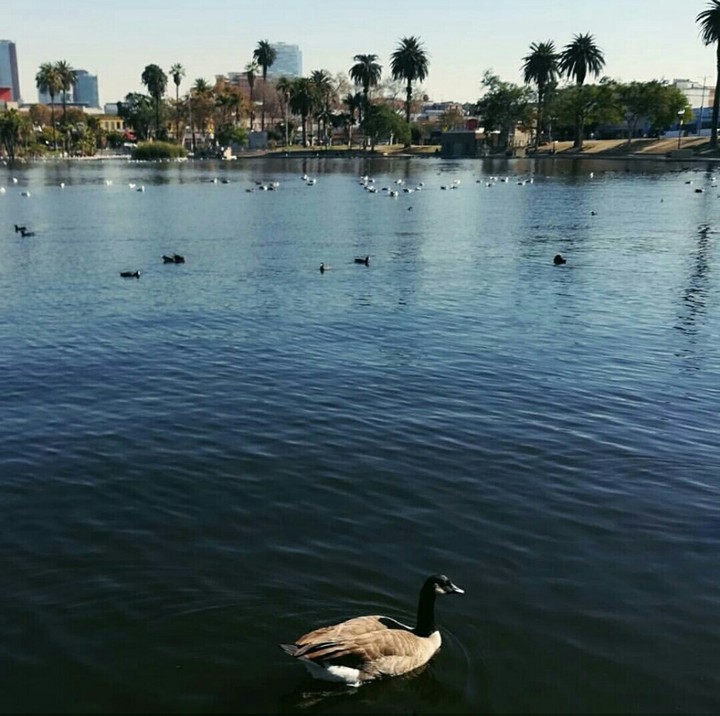 Mac Arthur park