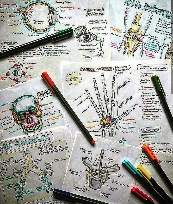 anatomy