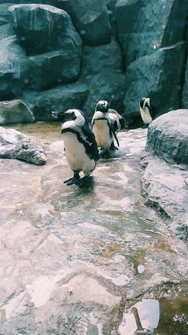 penguins)