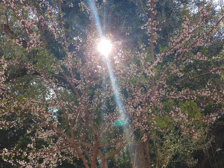 sun