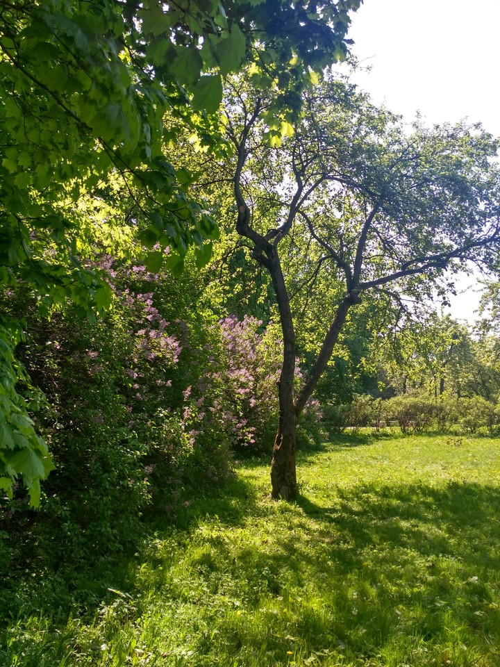 сирень