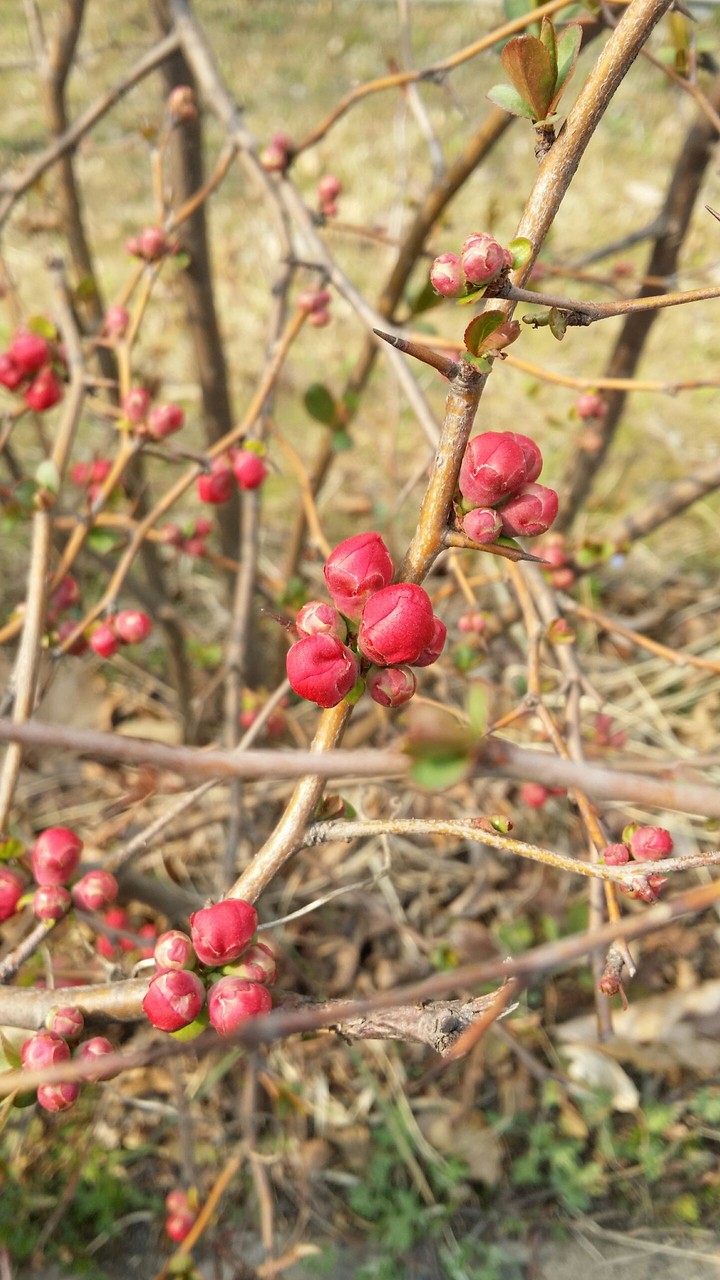 flower bud