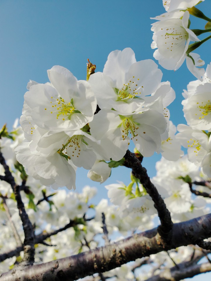 cheeryblossom*