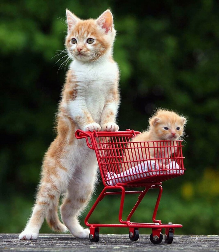 let's go for shopping