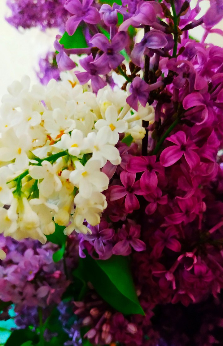 flowers