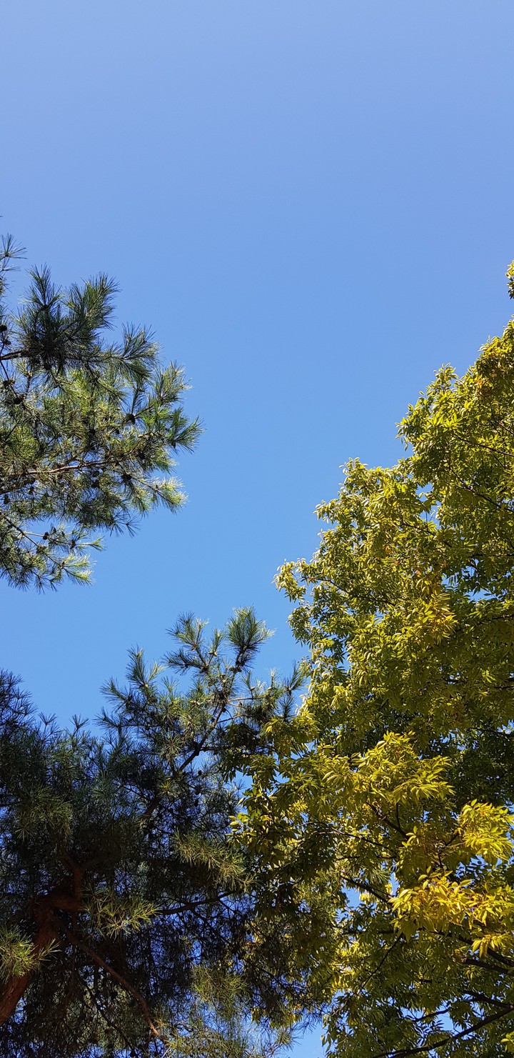 autumn tree sky
