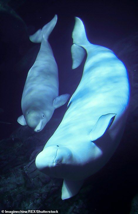 Whale