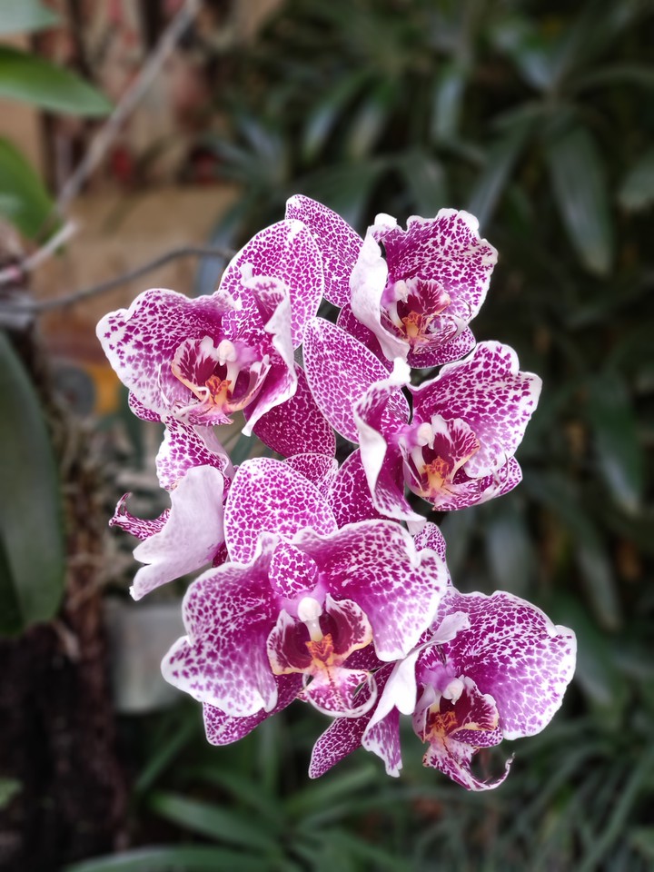 tiger orchid