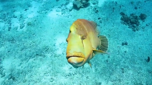 Aquatic World ?