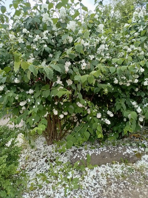 тапети jasmine, shrub