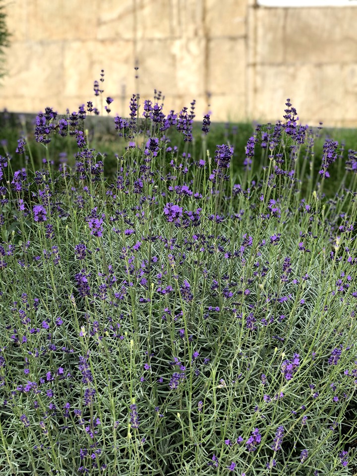 purple flowers