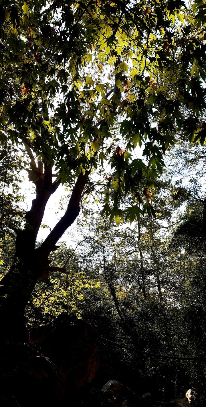nature.
