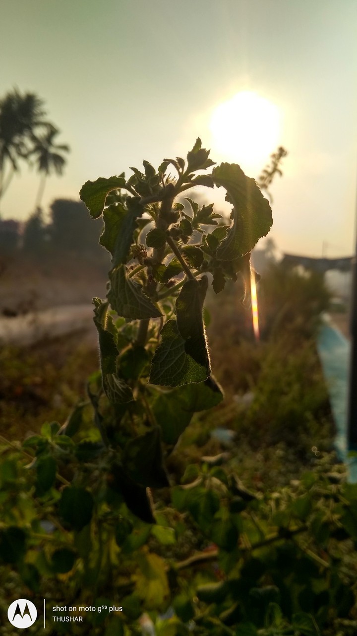 Sunrise