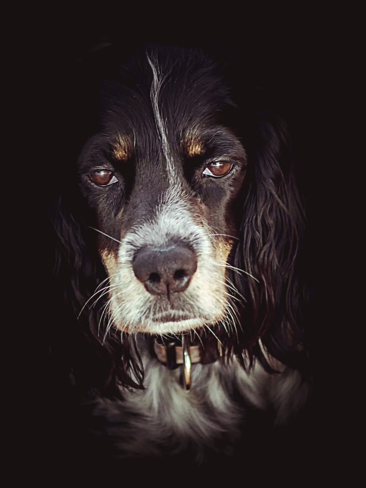 dog