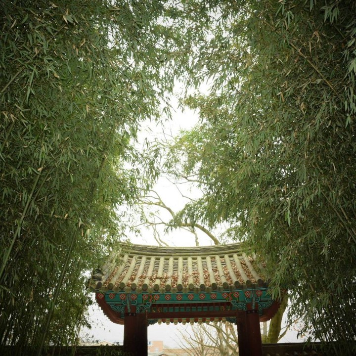 Autumnal Bamboo