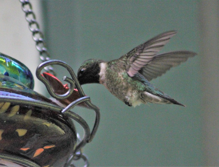 Hummingbird