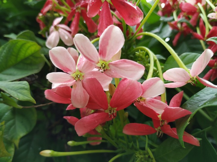 Vine Flowers
