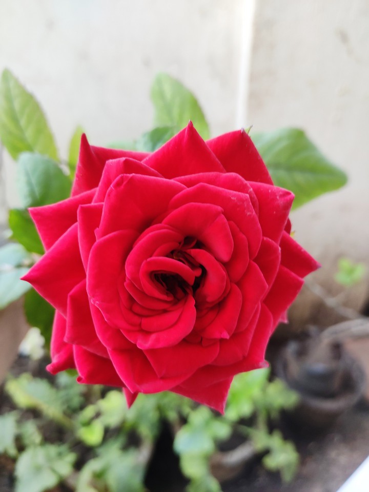 rose