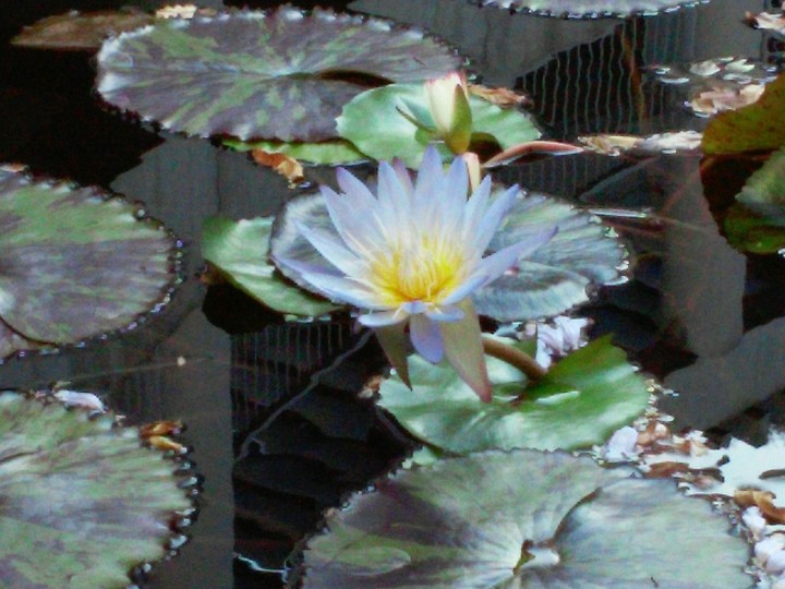 Water Lilly