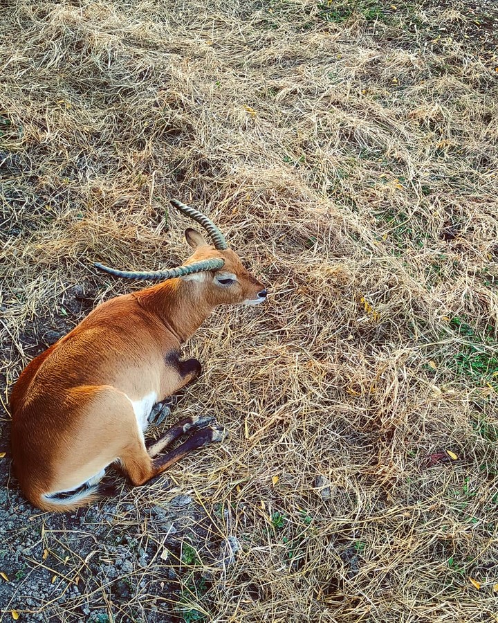 deer