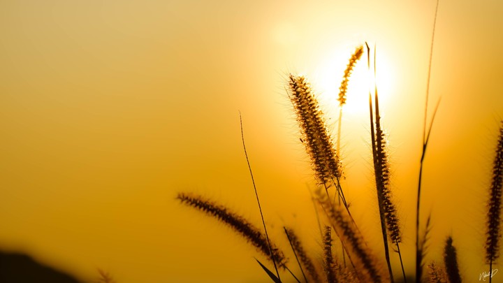 The Sunset