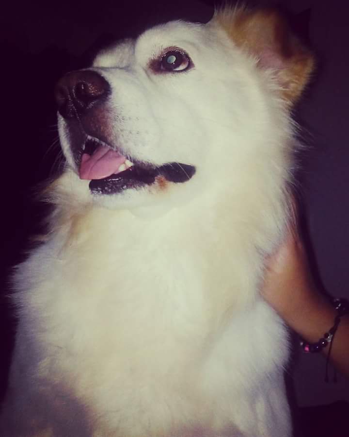 maxi
